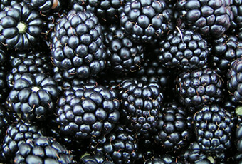 Blackberry Image